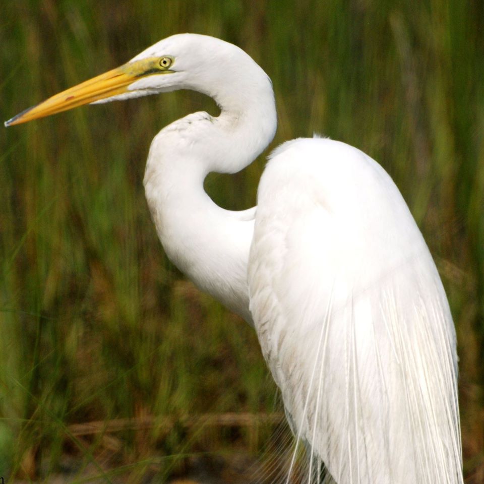 Things To Do Rachel Carson Reserve